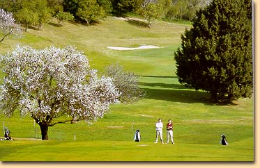Mandelblte auf dem Golfplatz Oalmares