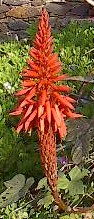 Aloe