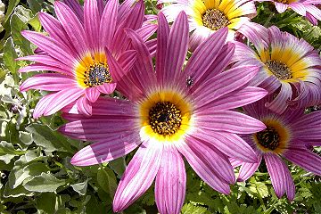 Kapkrbchen rosagelb