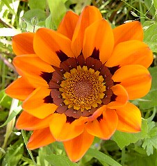 Kapkrbchen orange