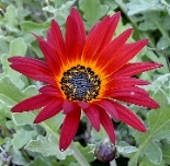Kapkrbchen rot