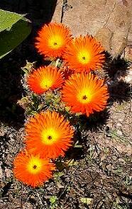 Lampranthus orange