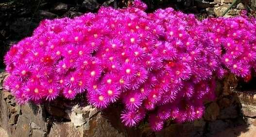 Lampranthus pink