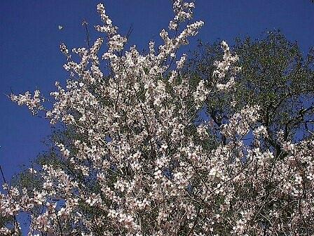 Mandelblüte unter blauem Himmel