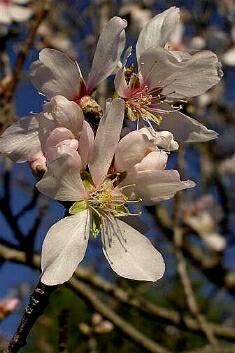 Mandelblüte