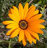 Heike Magieras Garten an der Algarve
