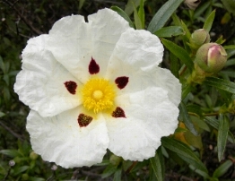 Zistrose