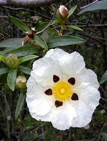 Zistrose