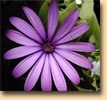 sch�ne Blume
