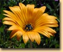 sch�ne Blume