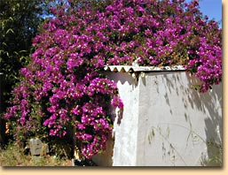 Bougainville